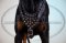 Hundegeschirr Leder mit Nieten-Dekor für Dobermann