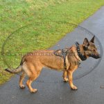 K9 Halsband für Gehorsamtraining mit Schäferhund_1