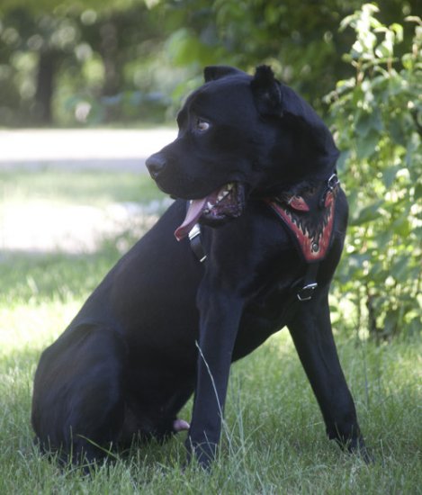 Hundegeschirr Leder für Cane Corso, Brustgeschirr Design Flamme