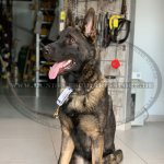 Schwarze Hundehalskette von HS für Malinois_3