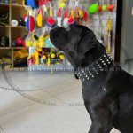Hundehalsband Leder mit 4-reihigenPyramiden, extra breit 6 cm_1