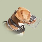 Beißkorb - Universelles Angebot für Amerikanischen Pitbull