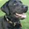 Labrador Lederhalsband im Retro Stil mit Platten Dekor