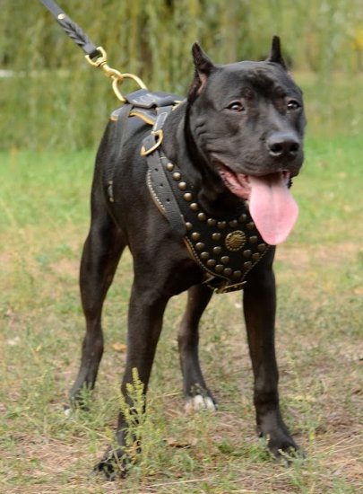 Hundegeschirr Leder mit Nieten für Amstaff, königliches!