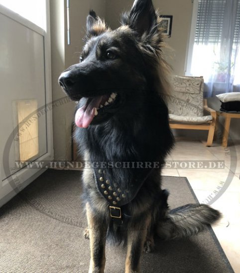 Geschirr mit Nieten und Polsterung für Schäferhund