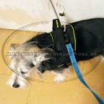 Hundegeschirr für Sport | Zuggeschirr für Jeden Vierbeiner_2