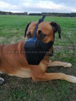 Leather Dog Muzzle with Strengthening for boerboel mastiff_1