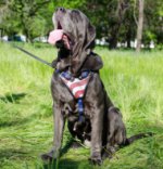 Mastino Napoletano Hunde Geschirr Leder USA Design_0