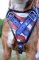 Deutscher Boxer Hunde Geschirr Leder USA Design ②⓪①⑤