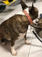 Lederhalsband mit Sternen und Ziernieten für Bullterrier_1
