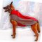 Hunde Kleidung für Malinois | Hundemantel für Winter ★★★