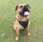 Hetzgeschirr Leder Gepolstert für Presa Canario