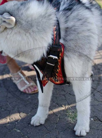 Geschirr K9 Leder | Malamute Brustgeschirr Handarbeit ⒻⓁ❢