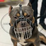 Drahtmaulkorb für American Bully bequem und leicht_3