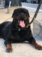 Verstellbare Führleine aus Leder für Rottweiler Hund_1