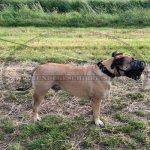 Ledermaulkorb Netzform für Bullmastiff_4