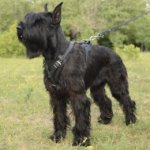 Hundegeschirr aus Leder für Riesenschnauzer, gepolstert_0