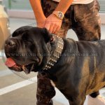 Hundehalsband aus Leder mit 4-reihigen Nieten, extra breit 5 cm_2