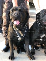 K9 Geschirr Leder Gepolstert | Hundegeschirr für Cane Corso ⑩_1