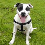 Hundegeschirr aus Nylon Pitbull K9_1