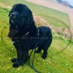 Hundegeschirr aus Leder für Neufundland, stilvoll_2