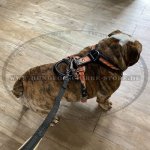 Hundegeschirr aus Leder für Englische Bulldogge \"Flamme\"_1