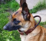 Halsband aus zweilagigem Leder mit Griff für Malinois_0