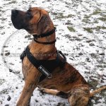 Nylongeschirr multifunktional für Deutsche Dogge_4