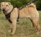 Hundegeschirr Leder für Sharpei mit exklusivem Design