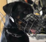 Gummierter Beißkorb aus Draht für Rottweiler_0