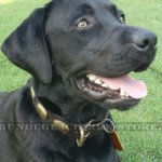 Labrador Lederhalsband im Retro Stil mit Platten Dekor_0