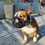 Continental Bulldog Hundemaulkor Echtleder mit Filz-Polsterung für Alltag_1