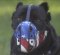 Ledermaulkorb für Cane Corso | Beißkorb mit "USA" Bemalung