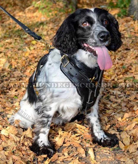 Leder Hundegeschirr für Cocker Spaniel in solidem Design