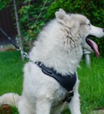 Husky Bestseller Hundegeschirr Leder mit Y-Brustplatte_0
