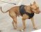 Dog Harness for Pitbull | Dog Sport Harness