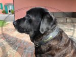 Lederhalsband für Labrador mit Stahl vernickelt ID-Tag_1