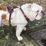 Englische Bulldogge luxuriöses Leder Hundgeschirr_1