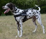 Dog Harness K9 with Patches Nylon for Dalmatian_0