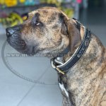 Exklusives Hundehalsband aus Leder geflochten, gepolstert_2