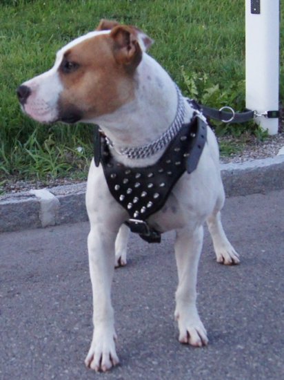 Leder Hundegeschirr mit Spikes für Amstaff mit Nieten