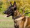 Malinois Halsband aus Nappaleder, Halsband mit Spikes Royal