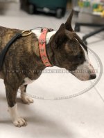 Lederhalsband mit Sternen und Ziernieten für Bullterrier_2