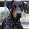 Herm Sprenger Hundekette für Dobermann