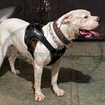 Hundegeschirr aus Nylon für Hundesport mit American Bulldog_1