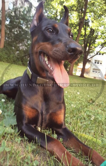 Hundehalsband Nylon mit massiven Platten für Dobermann - zum Schließen ins Bild klicken