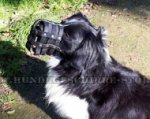 Leder Maulkorb gepolstert für Border Collie, strapazierfähig