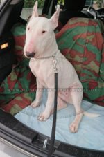 Auslaufleine aus Leder für Bullterrier günstig vom Hersteller