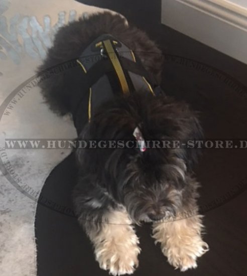 Rehabilitationsgeschirr / Hundeweste für Löwchen Hund