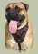 Hetz-Hundegeschirr aus leder für Bullmastiff